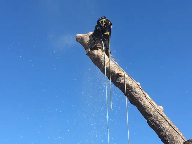 Neck of the Woods Tree Service — photo from the business 3