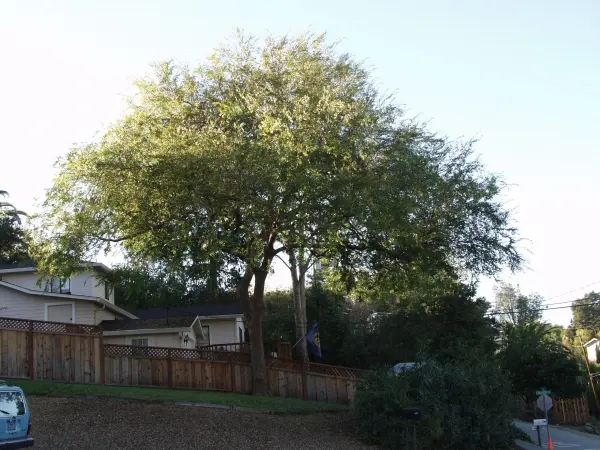 Neck of the Woods Tree Service — photo from the business 4