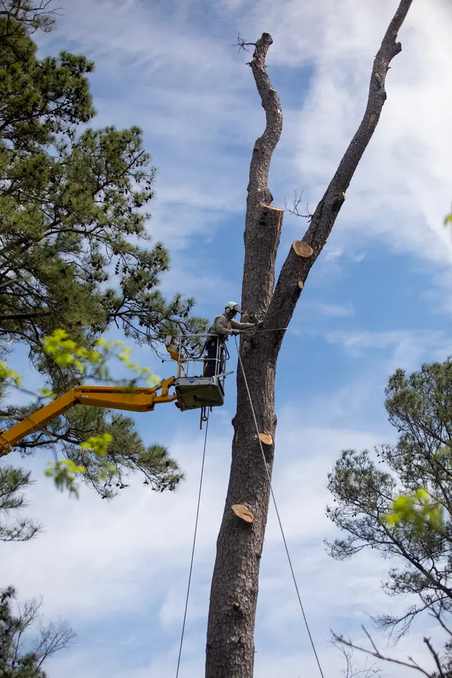 Fuzzell Tree Service — photo from the business 7