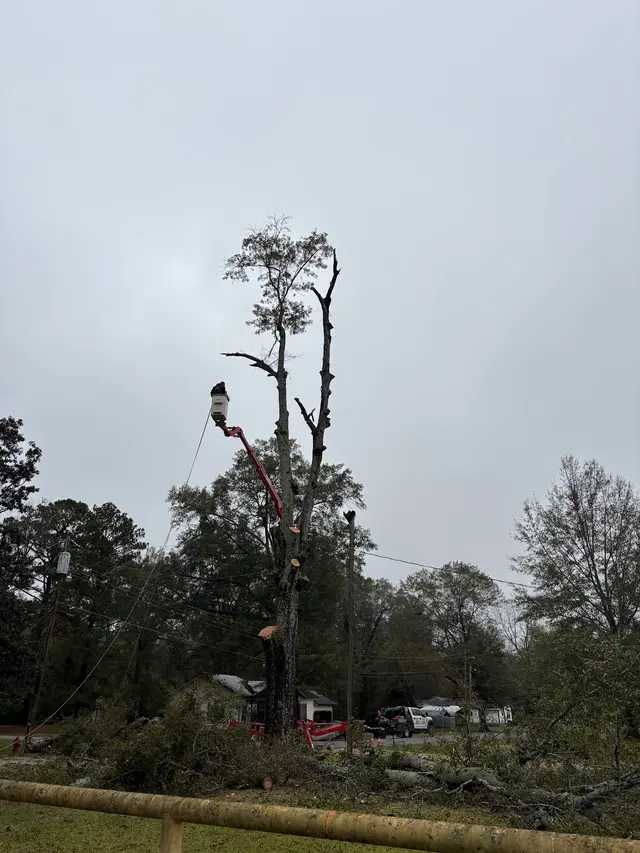 Fuzzell Tree Service — photo from the business 4