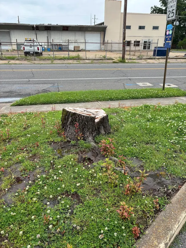 The Stump Guy, LLC — photo from the business 7