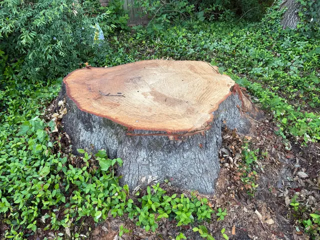 The Stump Guy, LLC — customer photo 6