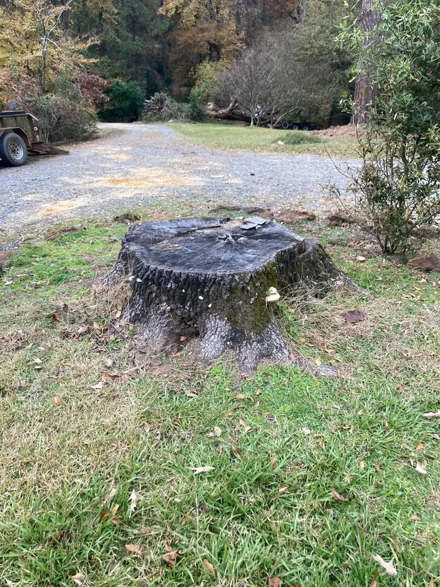 The Stump Guy, LLC — photo from the business 4