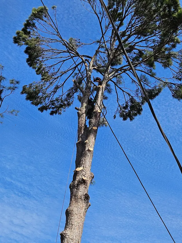 Kirkland Kutters Tree Service — customer photo 7