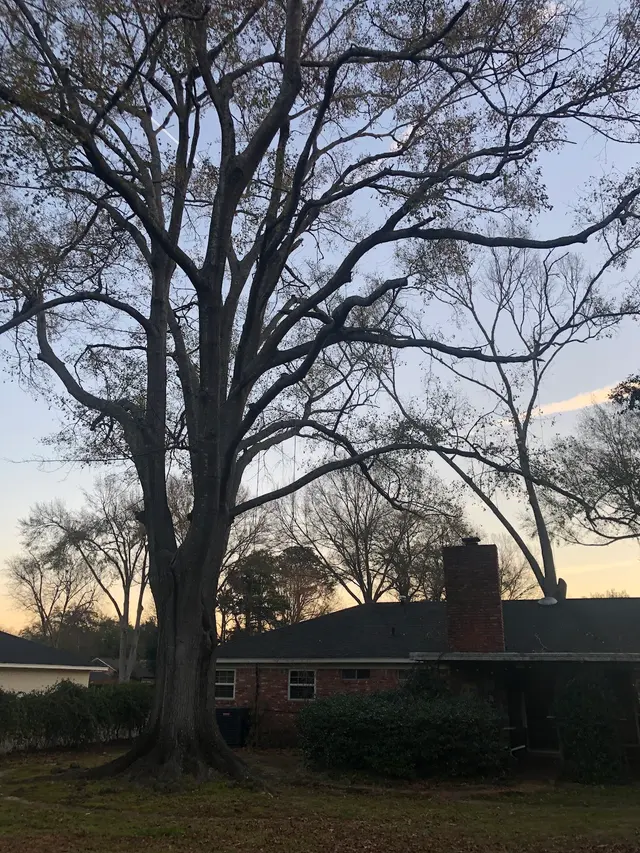 Kirkland Kutters Tree Service — customer photo 5