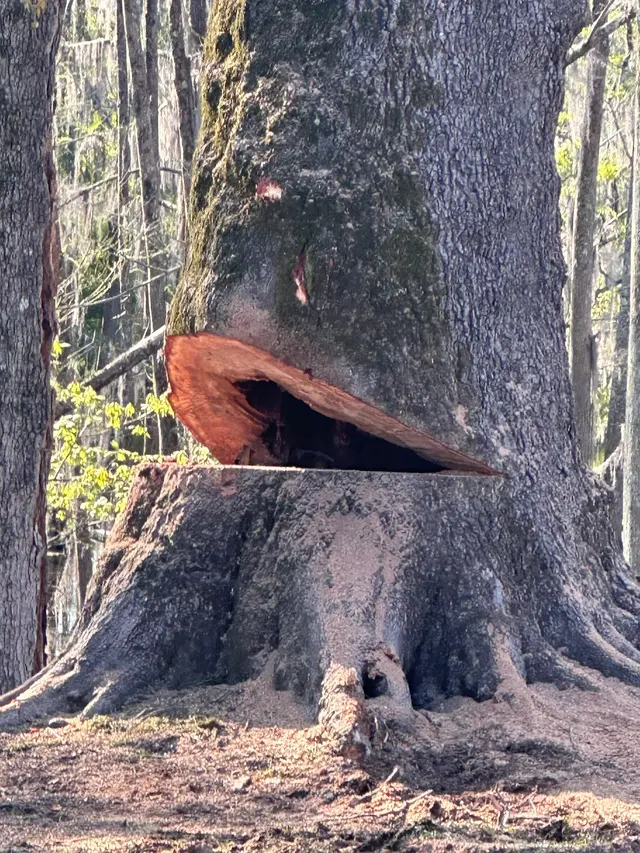 Kirkland Kutters Tree Service — customer photo 6