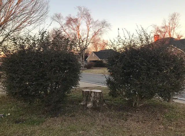 Kirkland Kutters Tree Service — customer photo 3