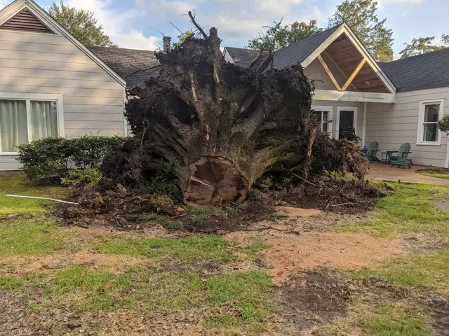 Ross Stump Grinding — customer photo 8