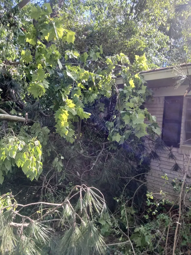 Cajun Tree Cutters — customer photo 10