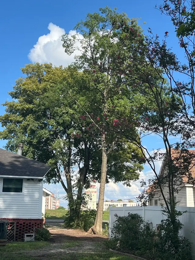 Cajun Tree Cutters — customer photo 6