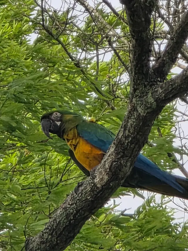 Cajun Tree Cutters — customer photo 11