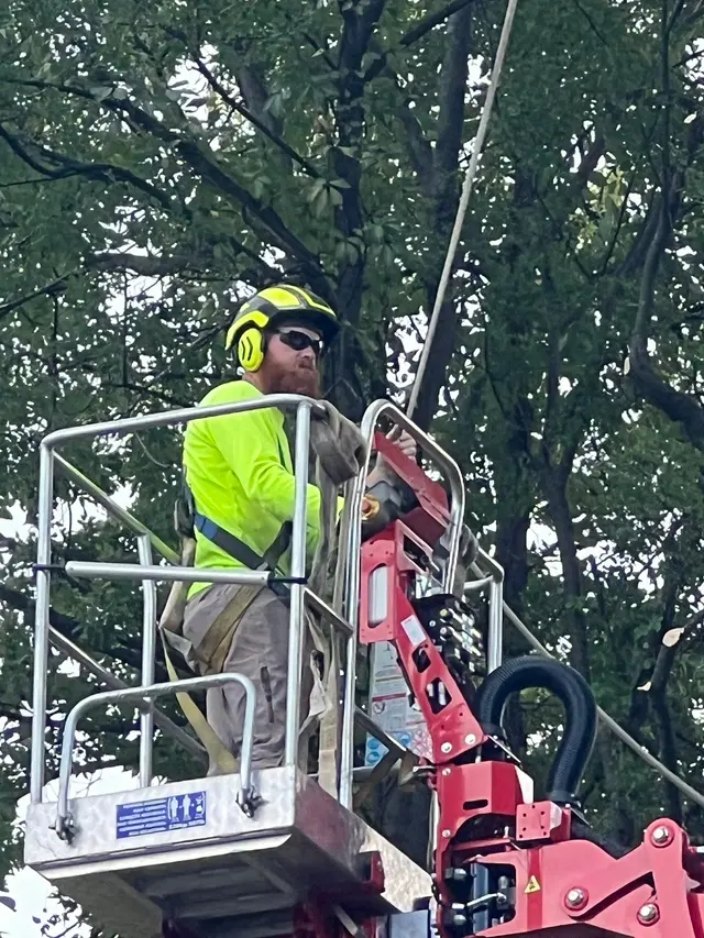 Cajun Tree Cutters — customer photo 12