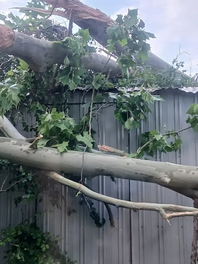 Cajun Tree Cutters — customer photo 9