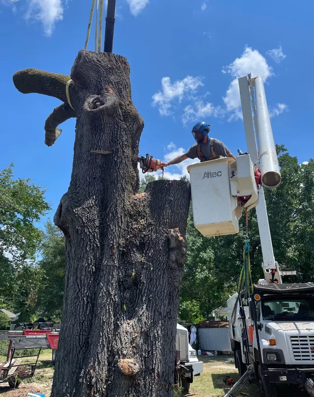 Vital Tree Solutions — customer photo 9