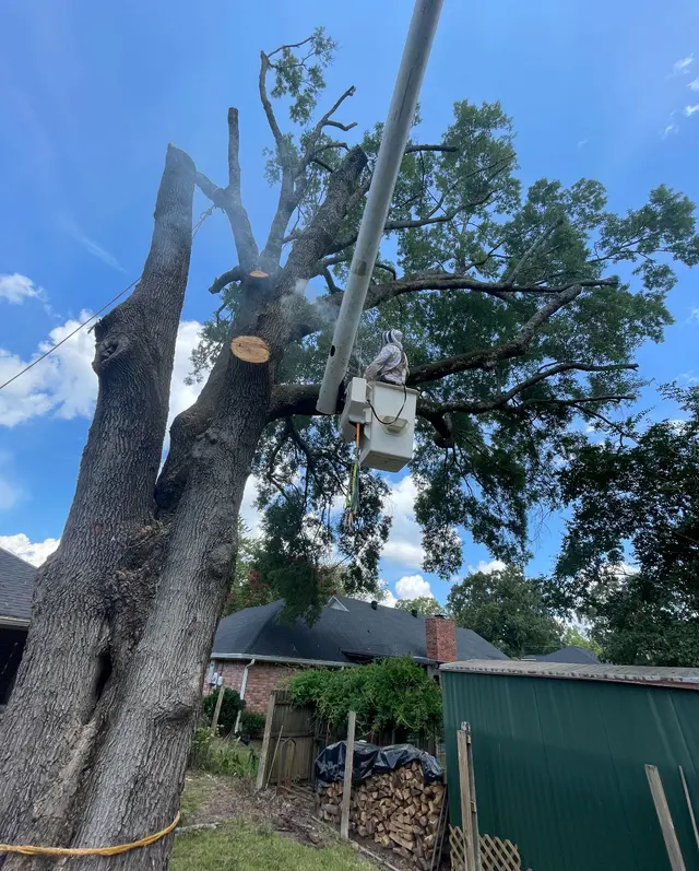 Vital Tree Solutions — customer photo 6