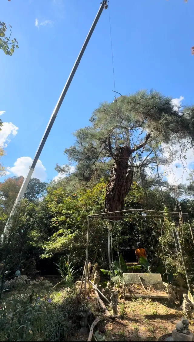 Vital Tree Solutions — customer photo 11
