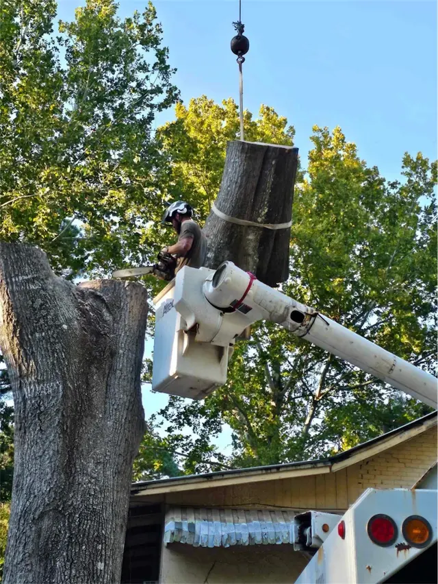 Vital Tree Solutions — photo from the business 5