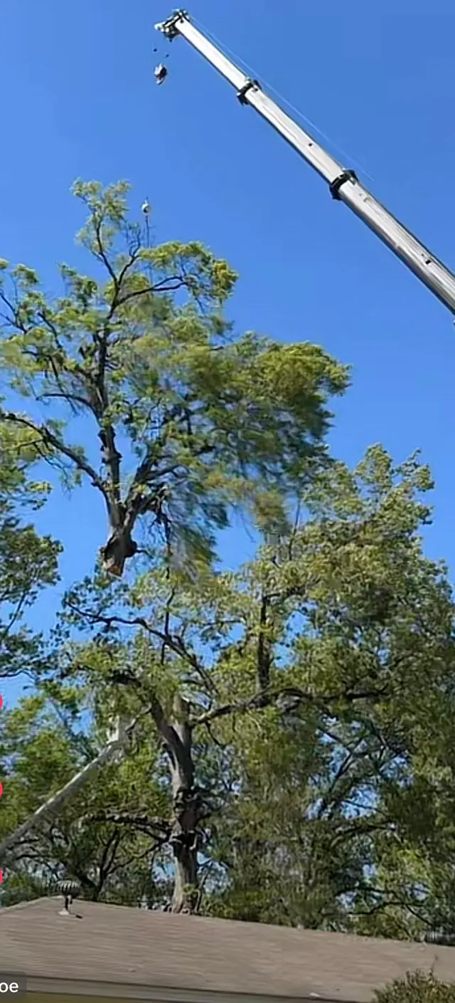 Vital Tree Solutions — photo from the business 7