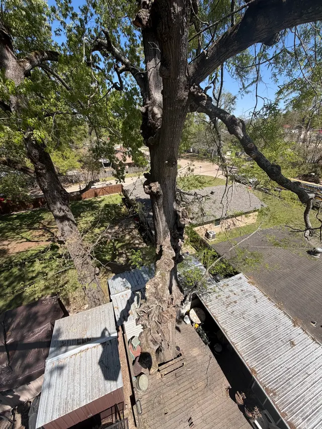 Vital Tree Solutions — photo from the business 3