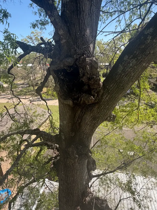 Vital Tree Solutions — customer photo 2