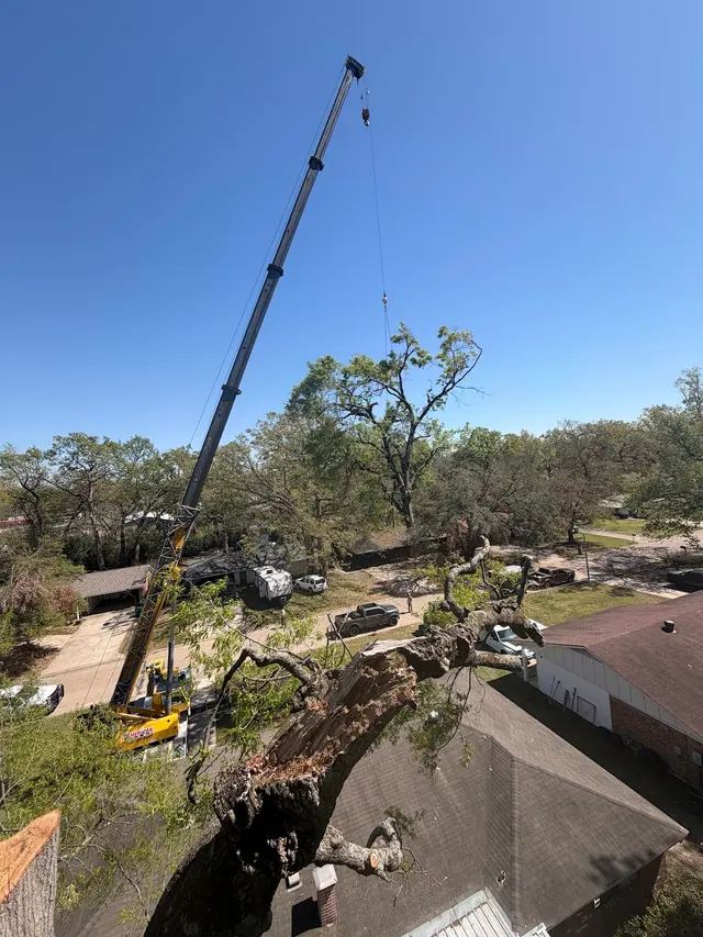 Vital Tree Solutions — customer photo 1