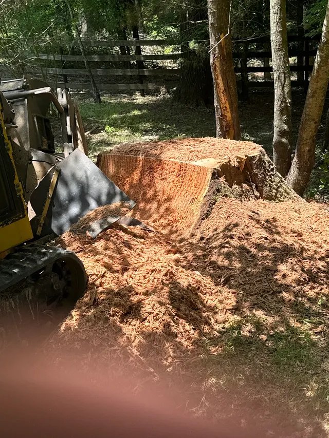 Vital Tree Solutions — photo from the business 8