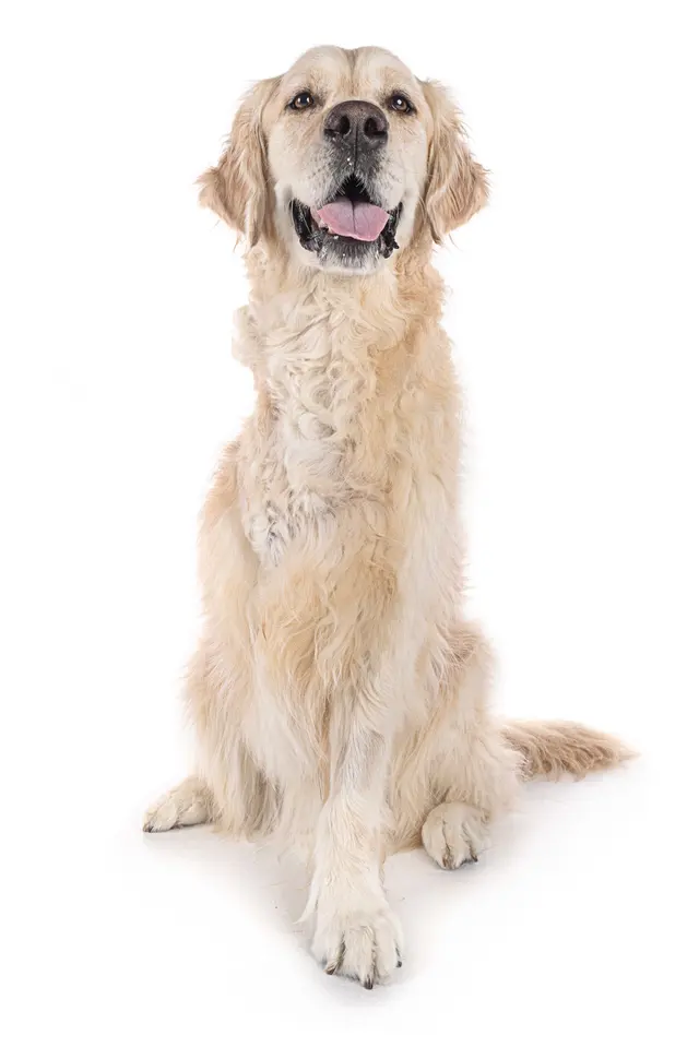 Customer photo of work by Dogma Pet Portraits, from Mary Price Moore's review