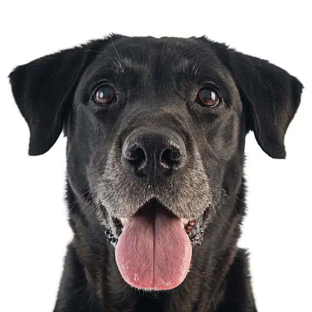 Dogma Pet Portraits — photo from the business 6
