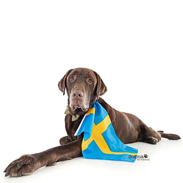 Dogma Pet Portraits — photo from the business 7