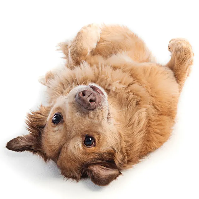 Dogma Pet Portraits — photo from the business 4