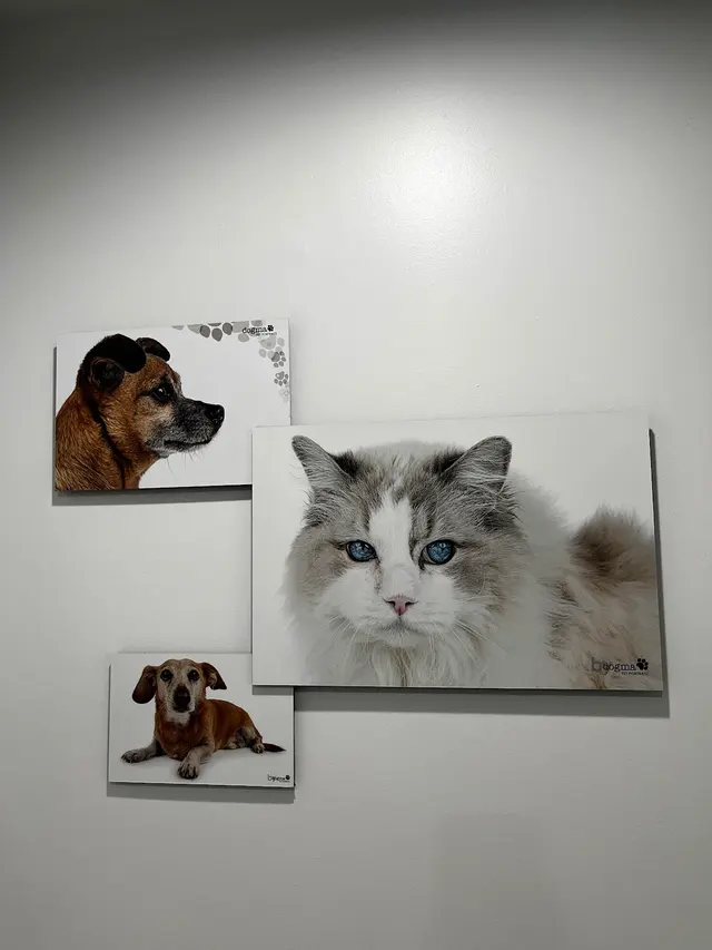 Dogma Pet Portraits — customer photo 11