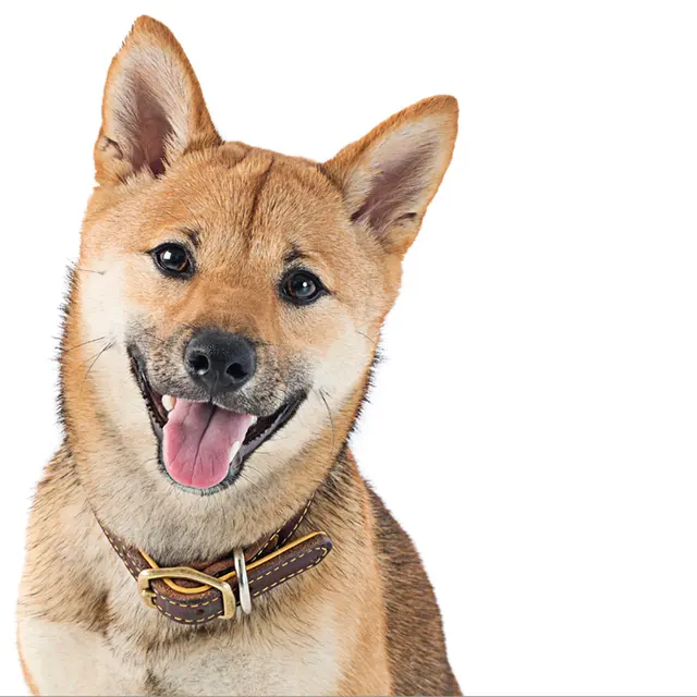 Dogma Pet Portraits — photo from the business 9