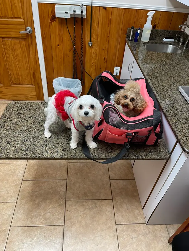 Pontchartrain Animal Hospital — customer photo 2