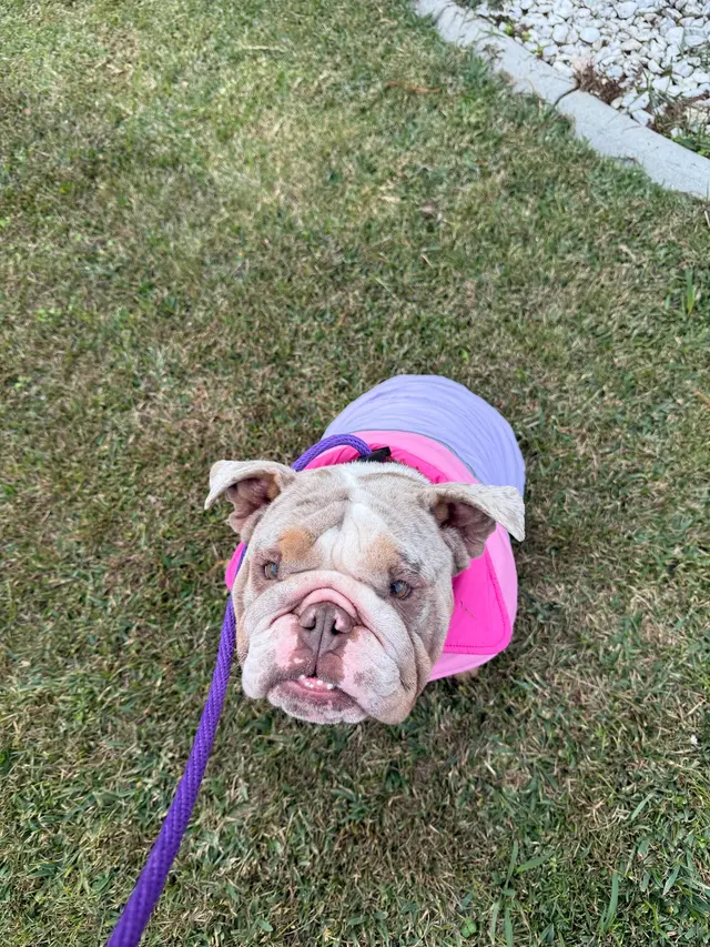 Pontchartrain Animal Hospital — customer photo 4