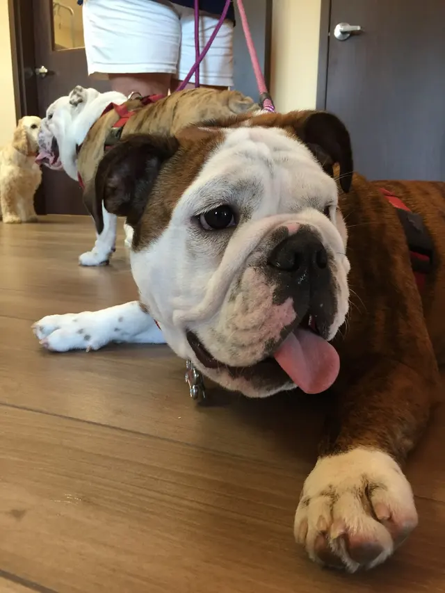 Southern Pearl Veterinary Hospital — photo from the business 2