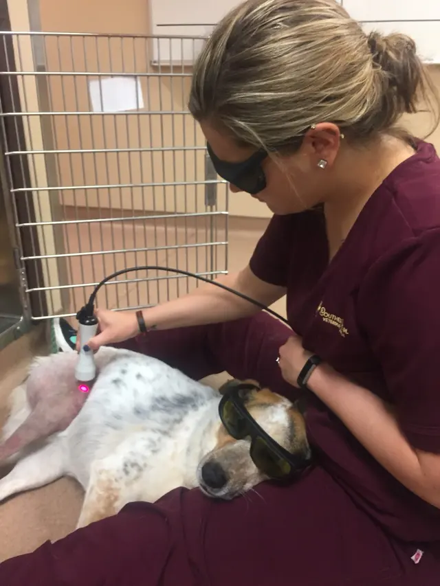 Southern Pearl Veterinary Hospital — photo from the business 4