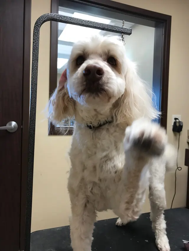 Southern Pearl Veterinary Hospital — photo from the business 11