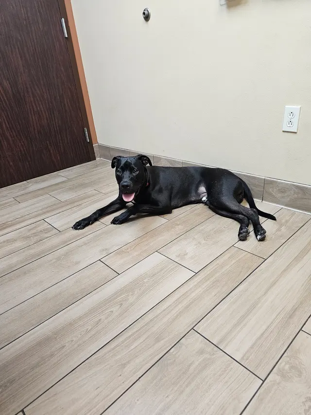 Southern Pearl Veterinary Hospital — customer photo 6