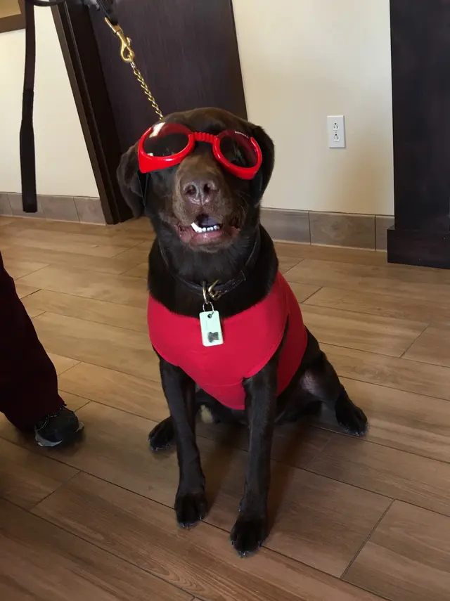 Southern Pearl Veterinary Hospital — photo from the business 12