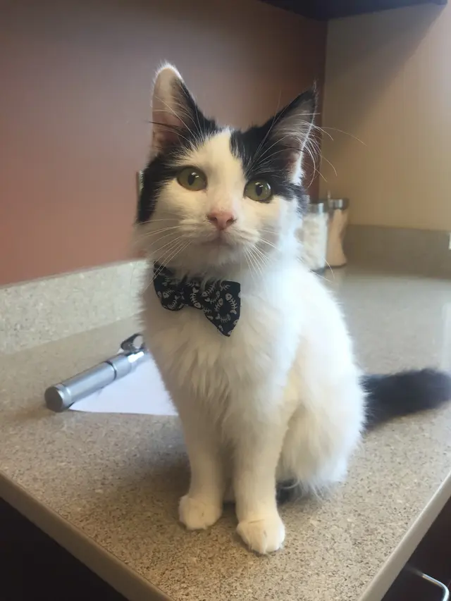 Southern Pearl Veterinary Hospital — photo from the business 8