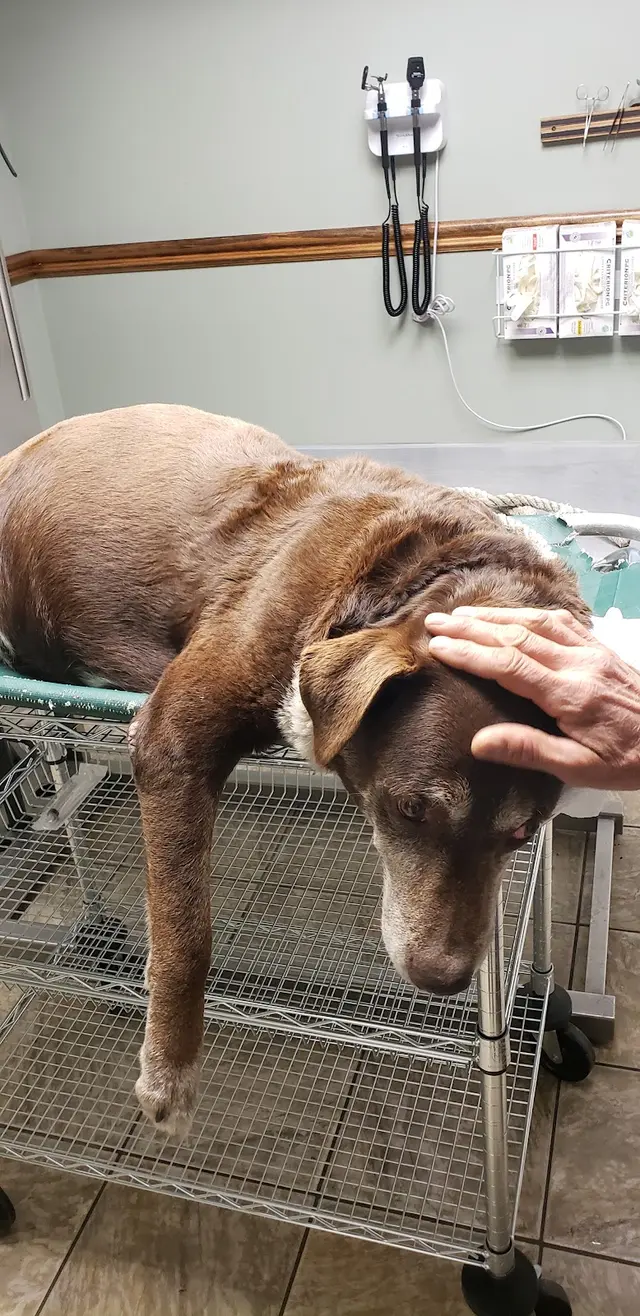 Slidell Veterinary Hospital — customer photo 8