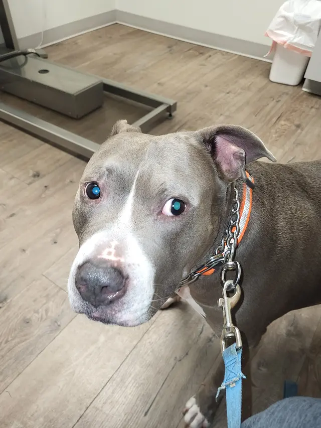 Slidell Veterinary Hospital — customer photo 10