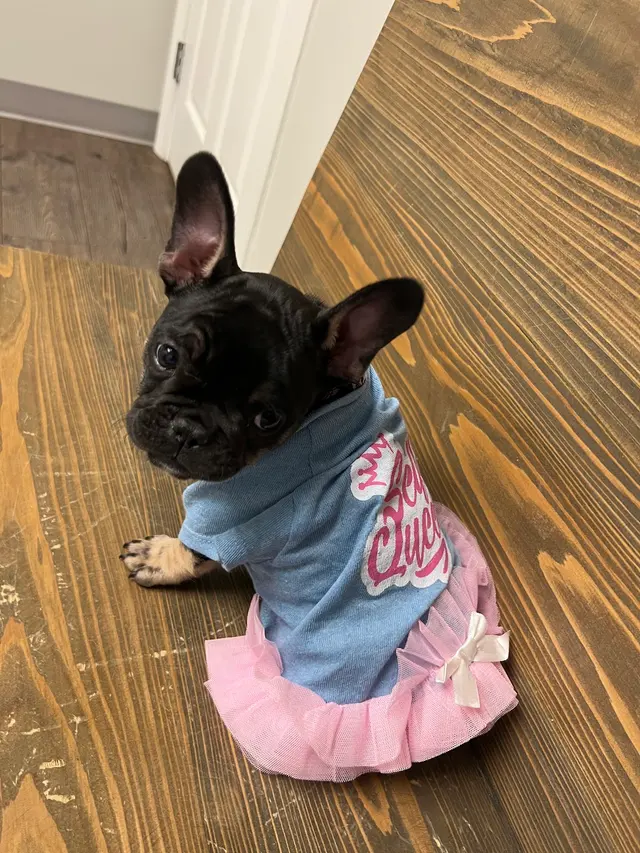 Slidell Veterinary Hospital — customer photo 2