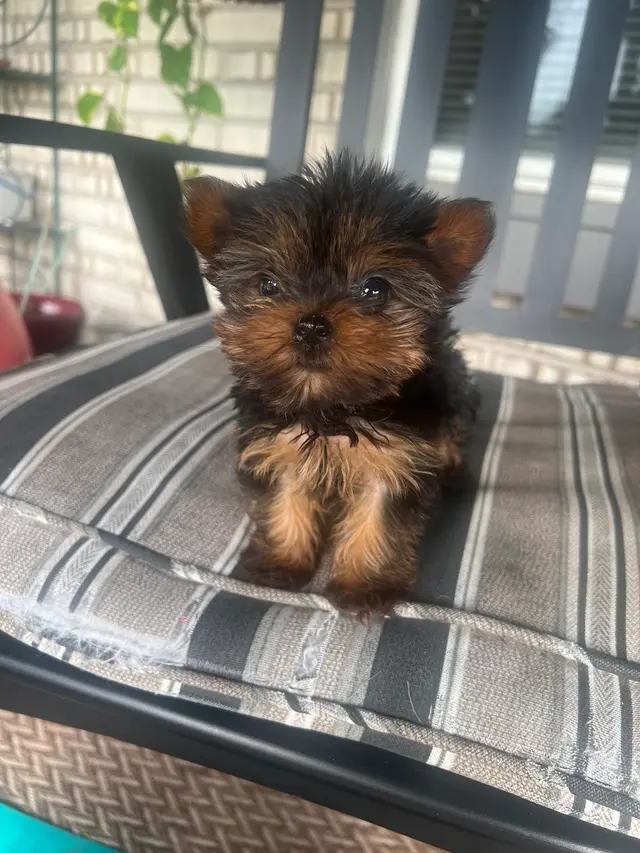 Slidell Veterinary Hospital — customer photo 11