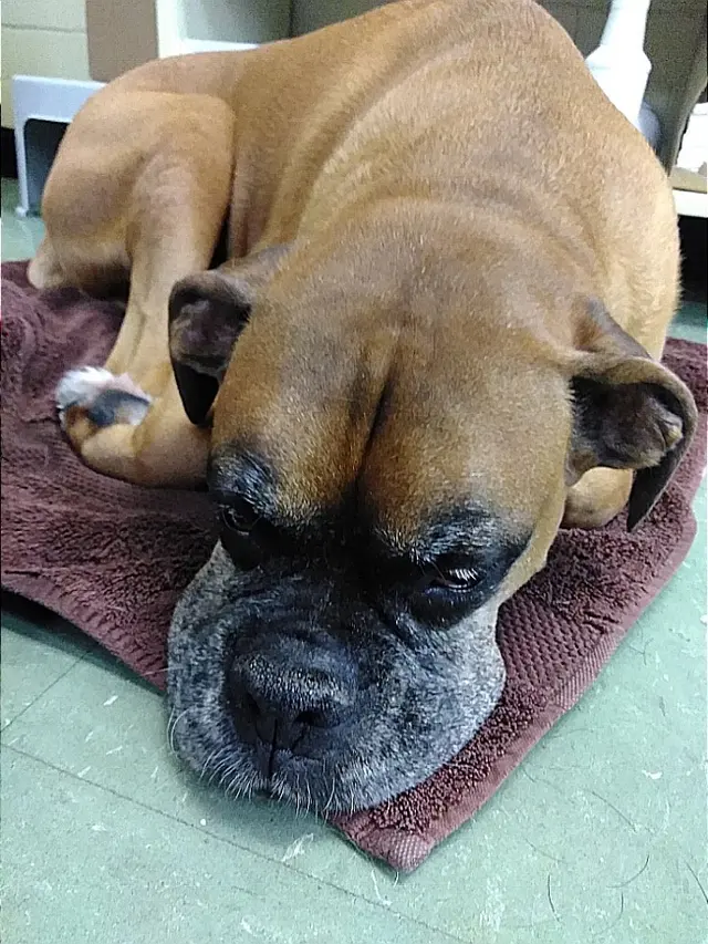 Acadian Veterinary Clinic — customer photo 2