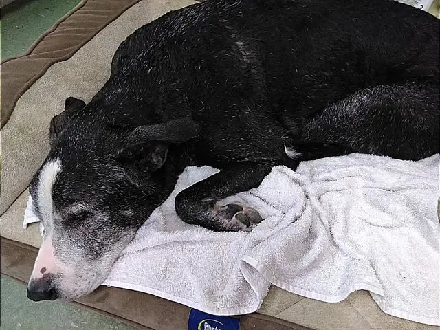 Acadian Veterinary Clinic — customer photo 10
