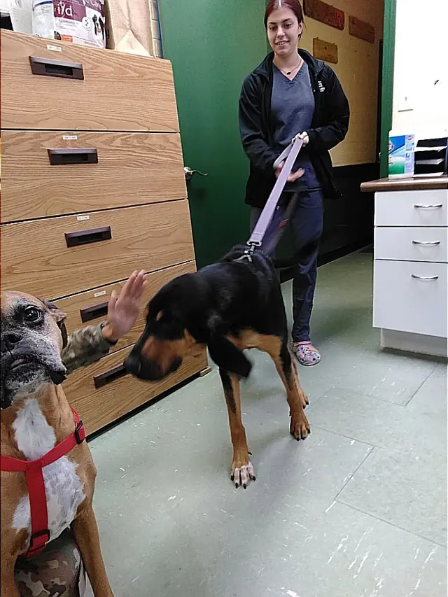 Acadian Veterinary Clinic — customer photo 8