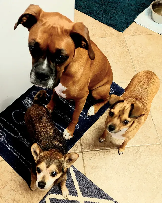 Acadian Veterinary Clinic — customer photo 11