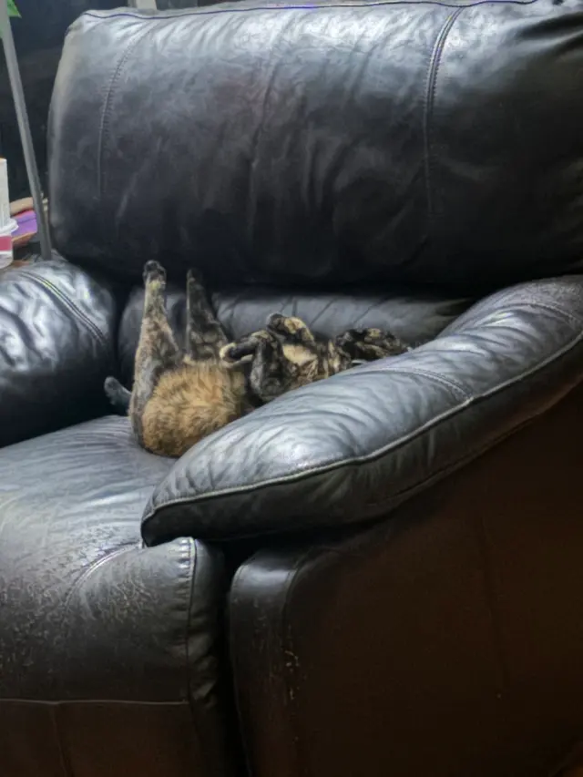 Pelican Veterinary Hospital — customer photo 9