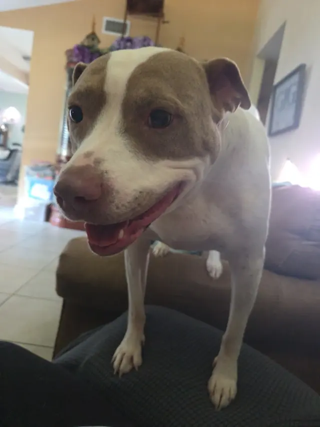 Pelican Veterinary Hospital — customer photo 8